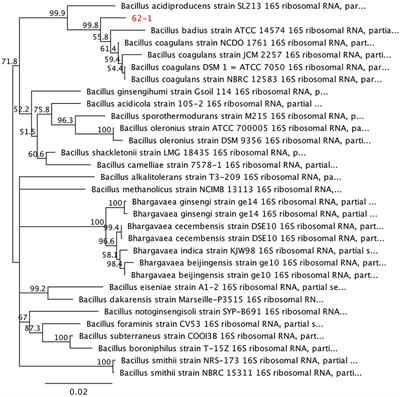 Quinoa extruded snacks with probiotics: Physicochemical and sensory properties